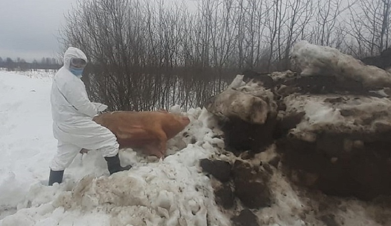 Около Калуги нашли труп свиньи с подозрениями на АЧС