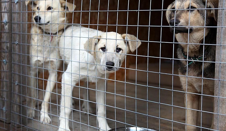 В Людинове работает первый в области муниципальный центр передержки животных