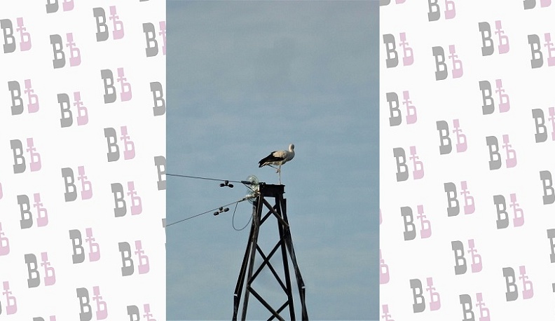 Из Калужской области улетают последние аисты