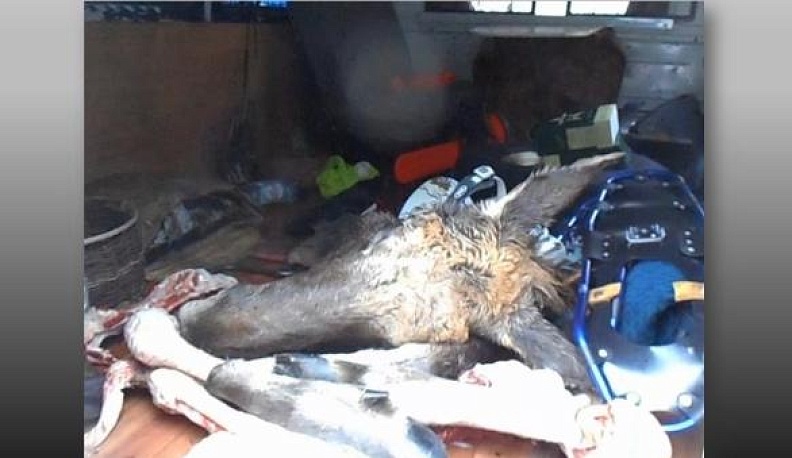 В Козельске браконьер ответит за убийство лося