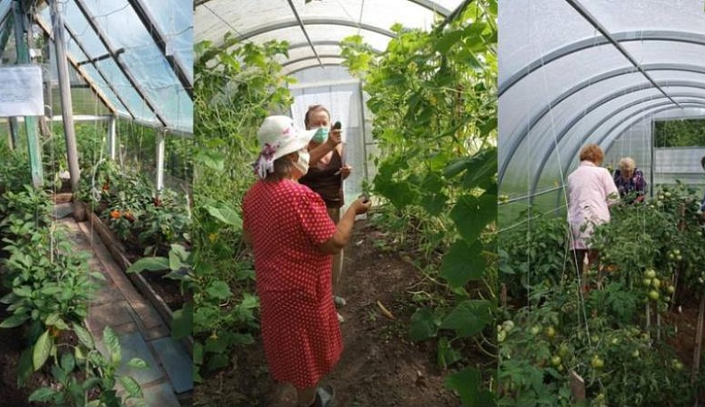 Участники конкурса «Калуга урожайная» показали свои огороды