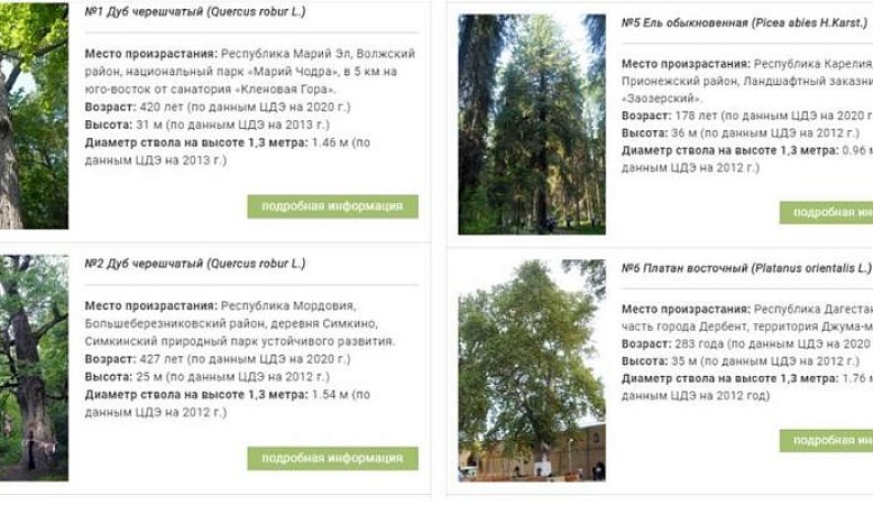 Калужане могут выбрать дерево, которое будет представлять Россию на международном конкурсе