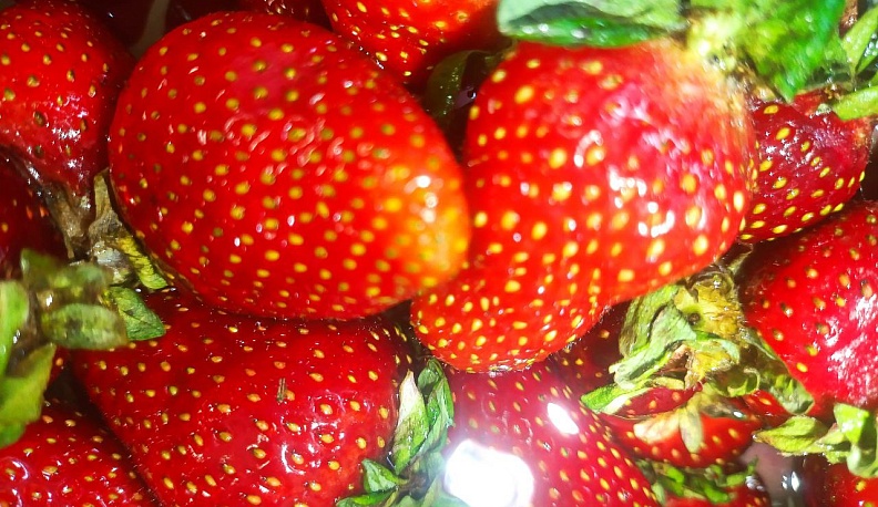 Калужская область наращивает темпы развития садоводства  