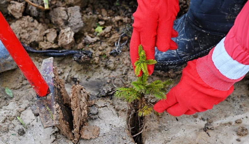 В Калуге за год высадят 20 туй и около 200 спирей