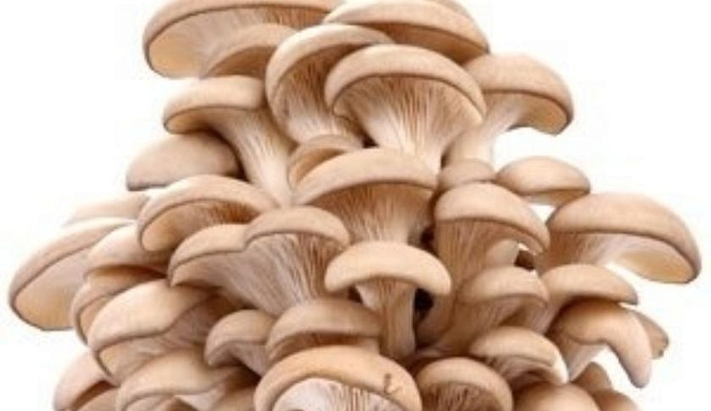 Предприниматель осужден за попытку откупить нелегалов-грибников