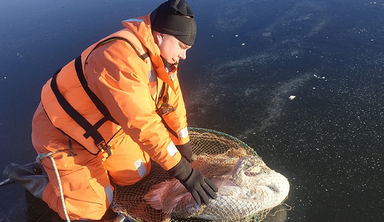 В Людинове спасли лебедя-шипуна