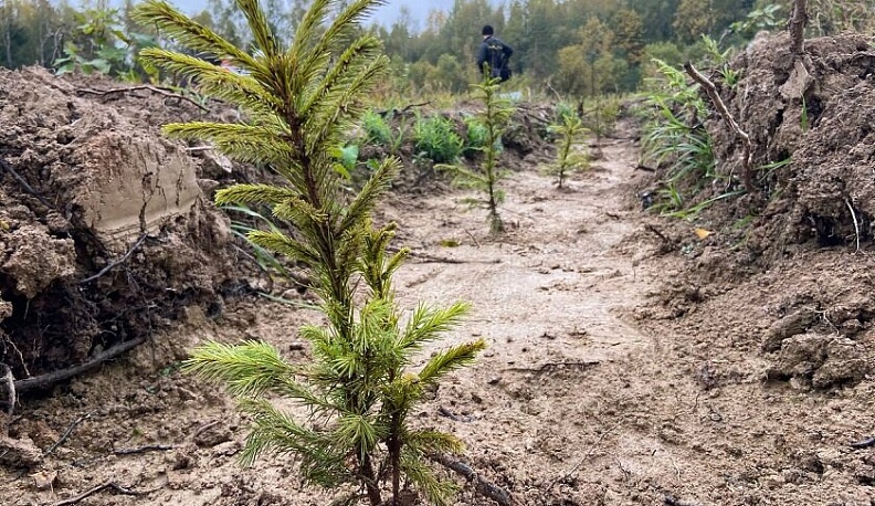 Износковское лесничество пополнилось 12 тысячами елей