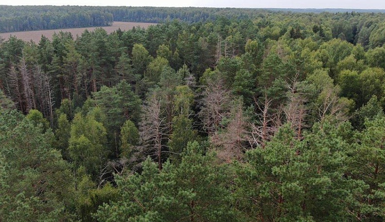 Более 300 га леса в Калужской области поражены вершинным короедом 