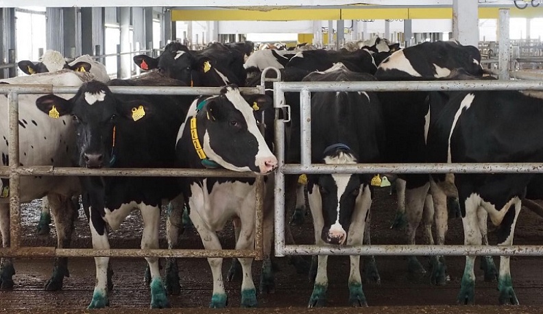 В Калужской области возрастает роль малого бизнеса для дальнейшего развития сельского хозяйства
