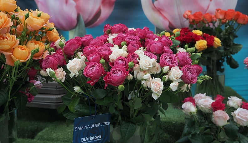  У Калуги  нежный запах розы