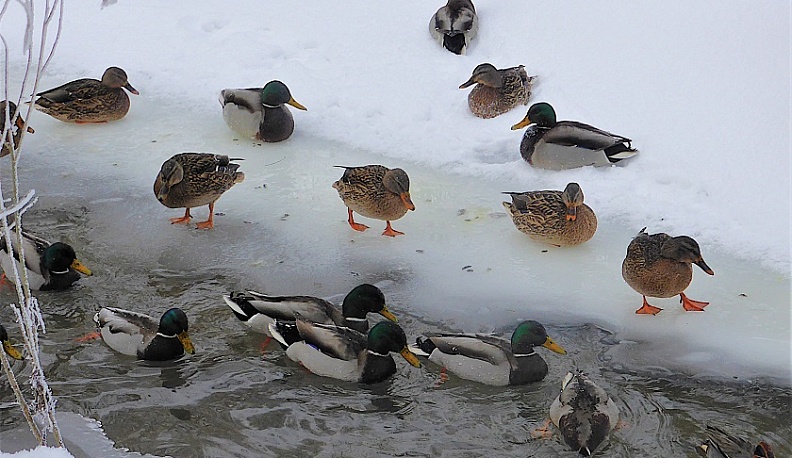 Калужан приглашают к участию в акции «Серая шейка»