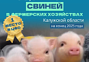 Первое место в ЦФО занимает Калужская область по выращиванию свиней