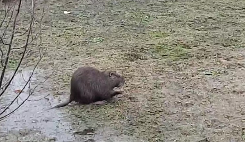 В Кирове была замечена необычная зверушка 
