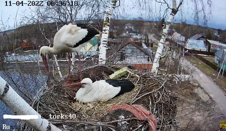 В Калуге к аисту в прямом эфире прилетела подружка