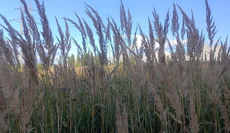 В Боровском округе у собственника изъяли земельный участок за многолетнее зарастание