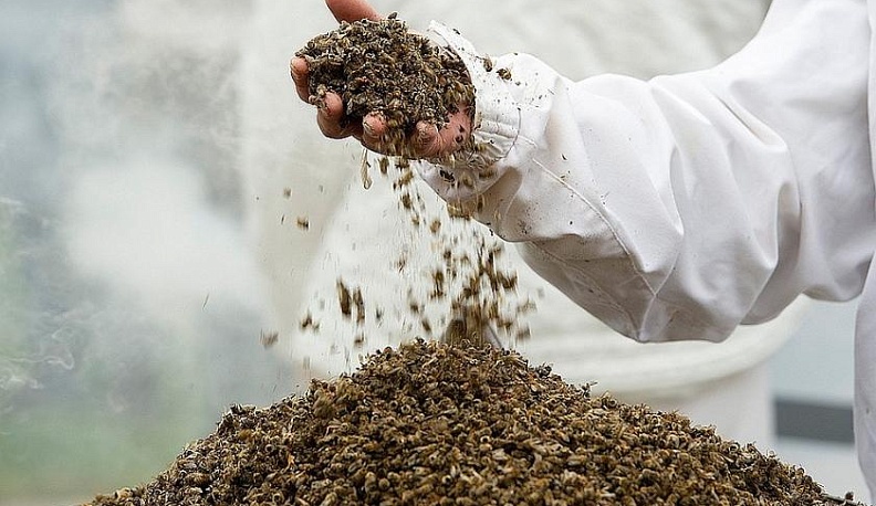 Горькие медовые перспективы