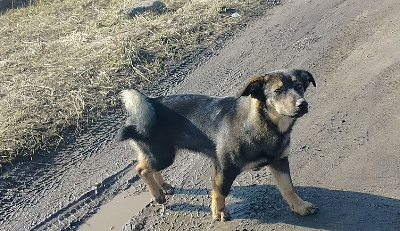 В Обнинске в 2025 году 13 безнадзорных собак отправлены в приюты