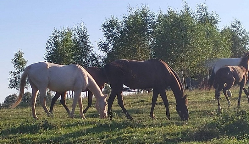 В Барятинском районе фермер закупил лошадей ахалтекинской породы для агротуризма 