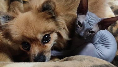 Более 60 домашних питомцев отправились в путешествия из Калужской области