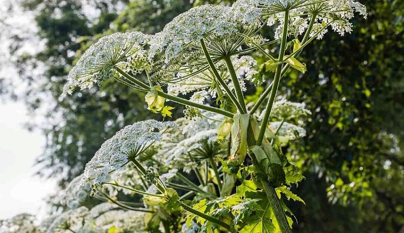 Экологи составили карту распространения борщевика Сосновского на территории Боровского района