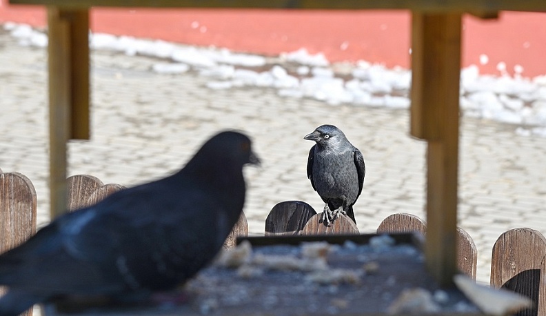 Калужанам предлагают покормить птиц