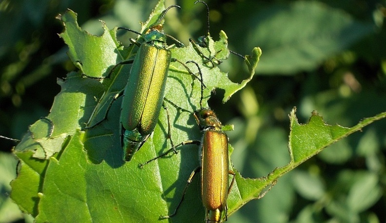 В Калуге из-за златок вырубят ясени