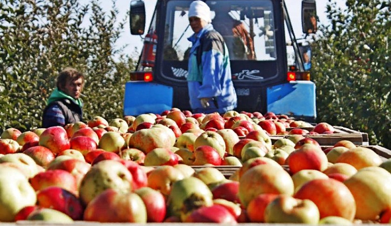 Яблочко к яблочку