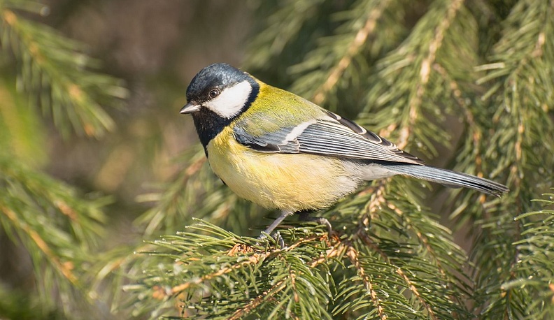 Калужан приглашают на бесплатную экскурсию в Комсомольскую Рощу
