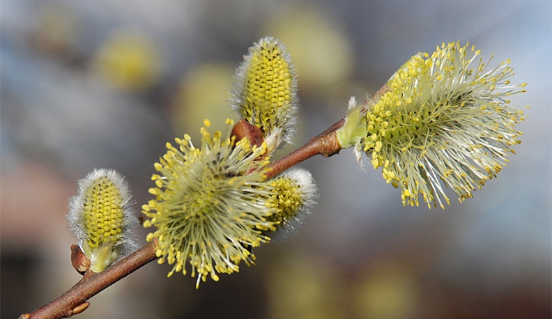 Сегодня калужан ждет самый теплый день на неделе