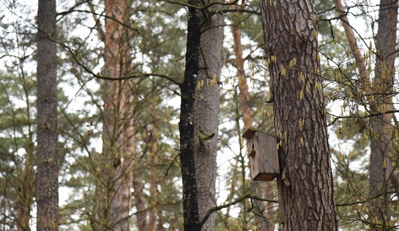 В Обнинске у птиц появились новые столовые