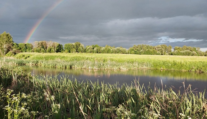 В Калужской области 39-летний мужчина утонул в пруду, желая искупать собаку