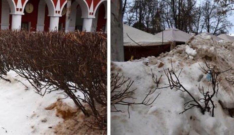 В Калуге при уборке снега поломали живую изгородь у Дома купеческого собрания