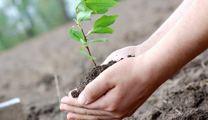 К юбилею Победы в марте стартует акция «Сад памяти»