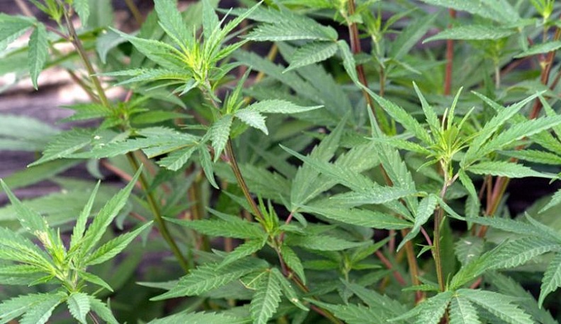 В Дзержинском районе подросток воровал коноплю на участке у деда друга