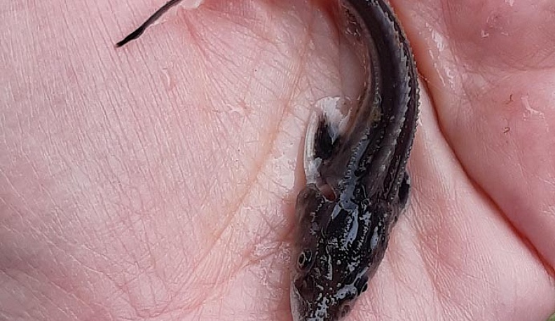 В Оку выпустили 170 тысяч мальков стерляди 