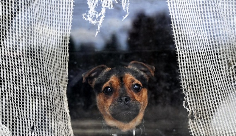В Калужской области за год сократилось число жалоб на бродячих собак