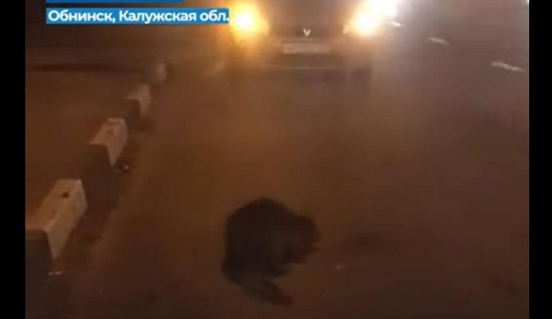 Вышедший на Киевскую трассу у Обнинска бобёр вызвал переполох 