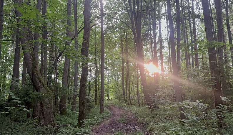 В Хвастовичском округе приступили к весенним работам по лесовосстановлению
