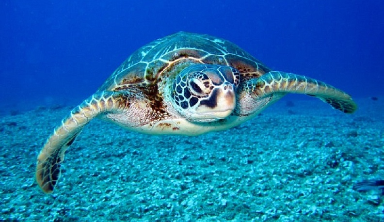 16 июня – День морской черепахи 