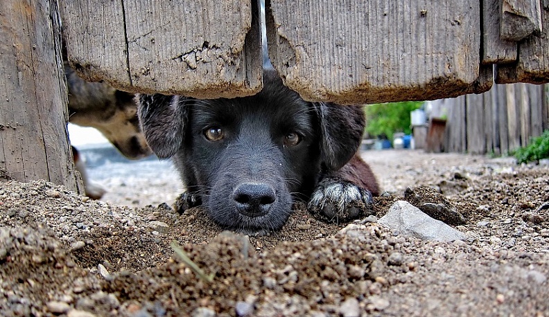Дмитрий Денисов призвал калужан брать животных из приютов