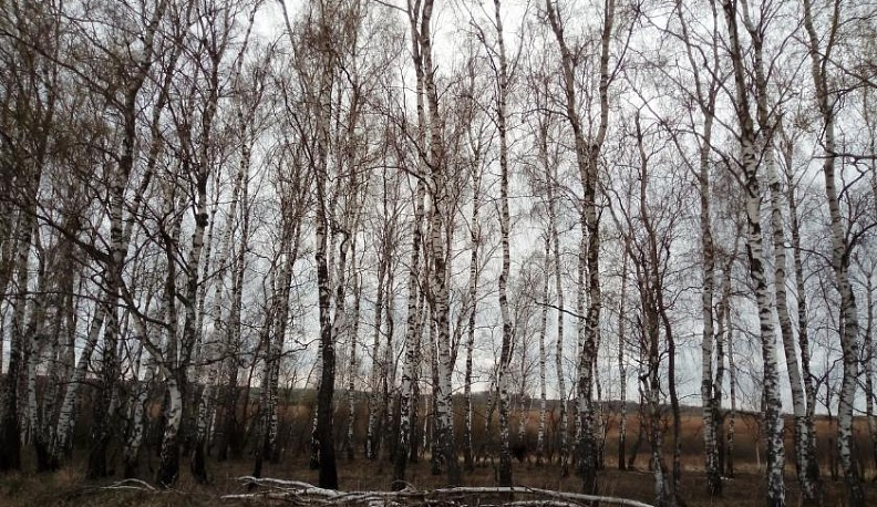 Калужанам напомнили о штрафах за нарушение пожарной безопасности в лесах