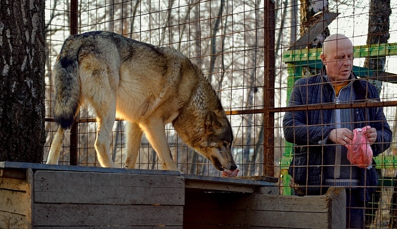 Калужский центр реабилитации животных «Феникс» под угрозой закрытия