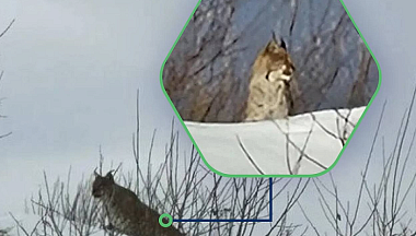 В Ферзиковском округе заметили краснокнижную рысь