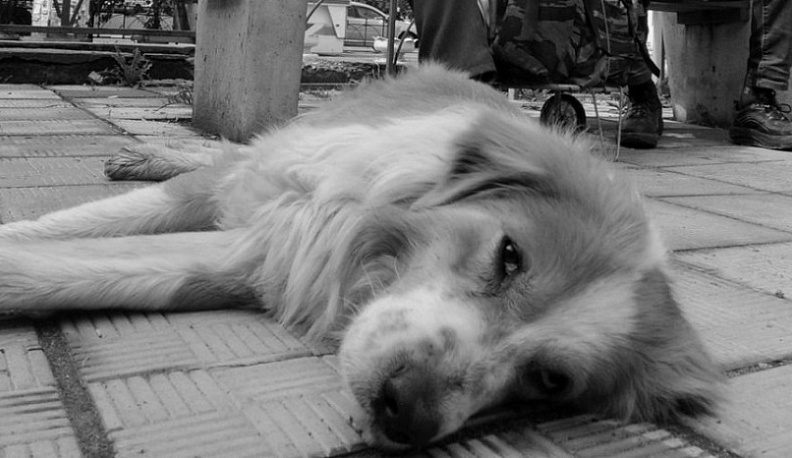 Власти Калужской области возьмут под контроль безнадзорных животных