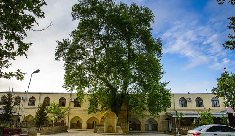 Калужанам предлагают поддержать главное дерево страны