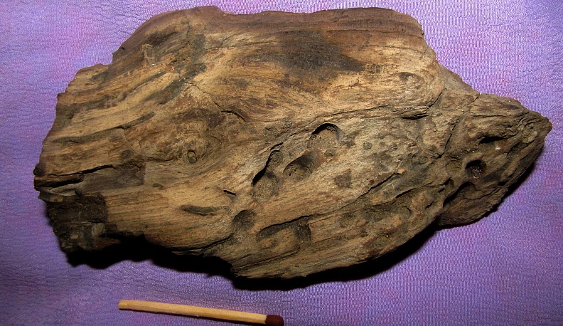 Найди своего динозавра!