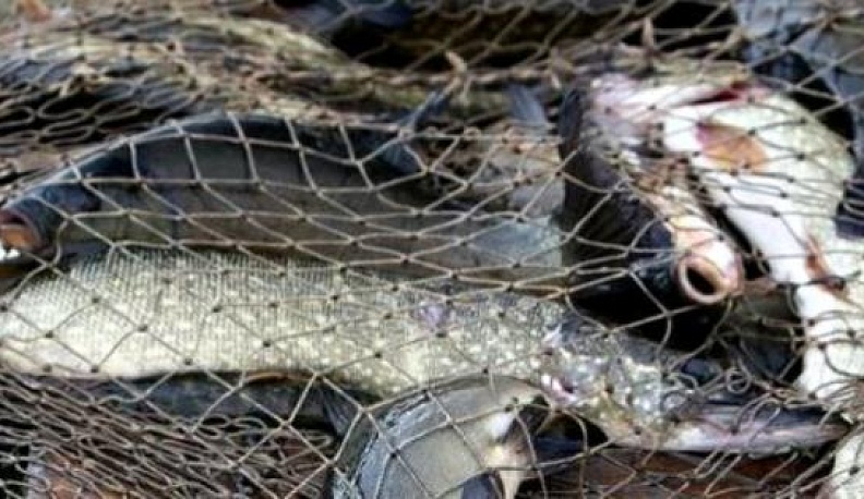 Двум жителям Куйбышевского района грозит миллионный штраф за незаконную ловлю рыбы