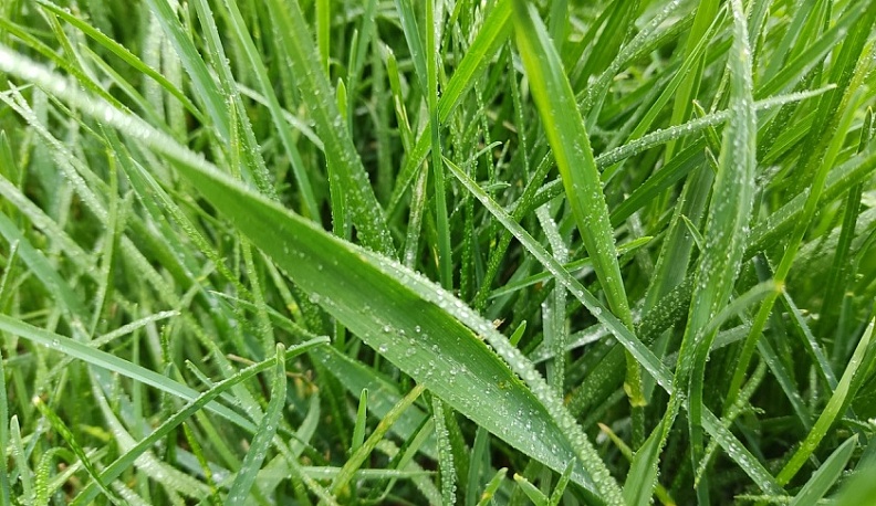 В Калуге пройдут небольшие дожди