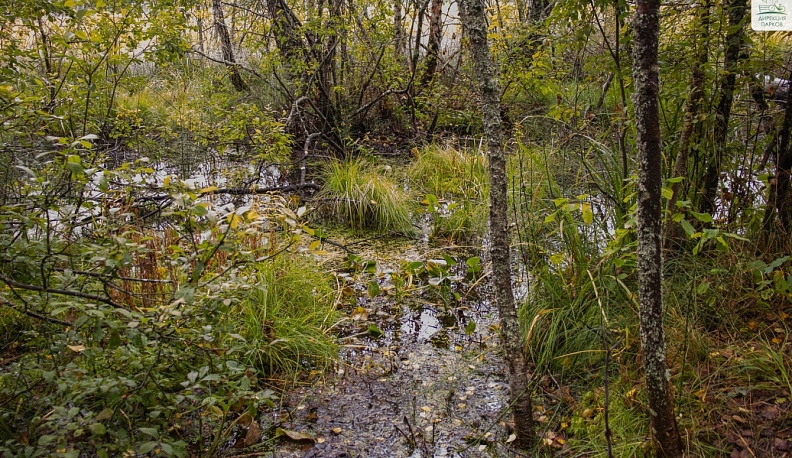 Калужан приглашают убраться в бору