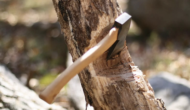 В Калужской области мужчина незаконно срубил 20 деревьев